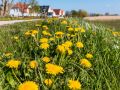 ahrenshoop fruehling