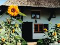 reedgedecktes haus2 